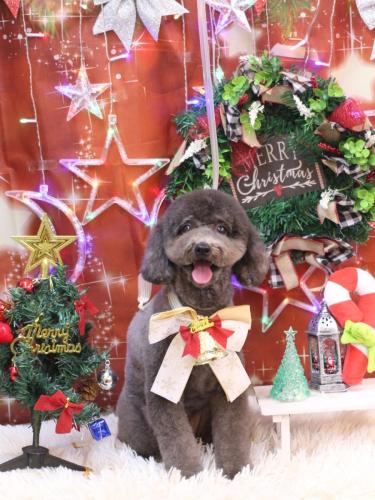 20231220chipieちゃん